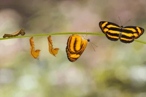 El poder de transformación del Mindfulness