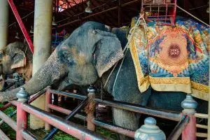 Creencias limitantes - Elefante encadenado